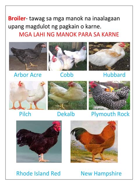 iniyot ang manok